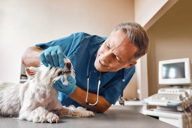 Best Emergency Root Canal Treatment in Buchanan, MI